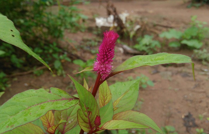 flower