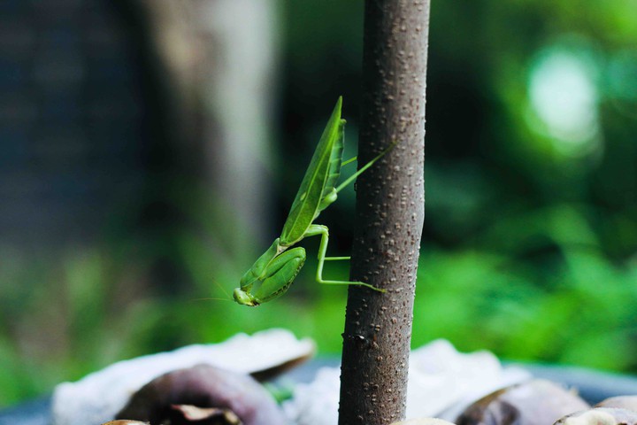 grasshopper