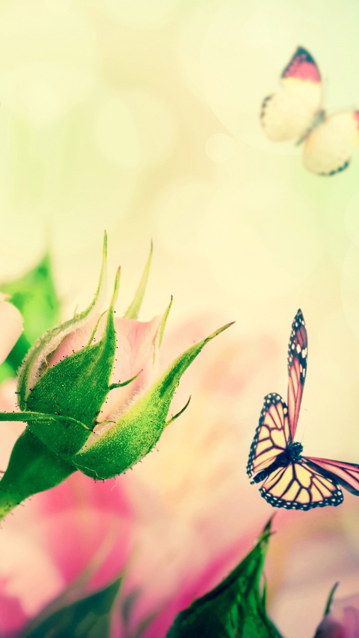 غنچه و پروانه