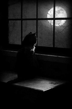 cat