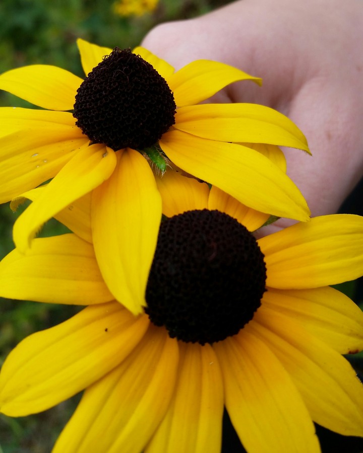 fleur