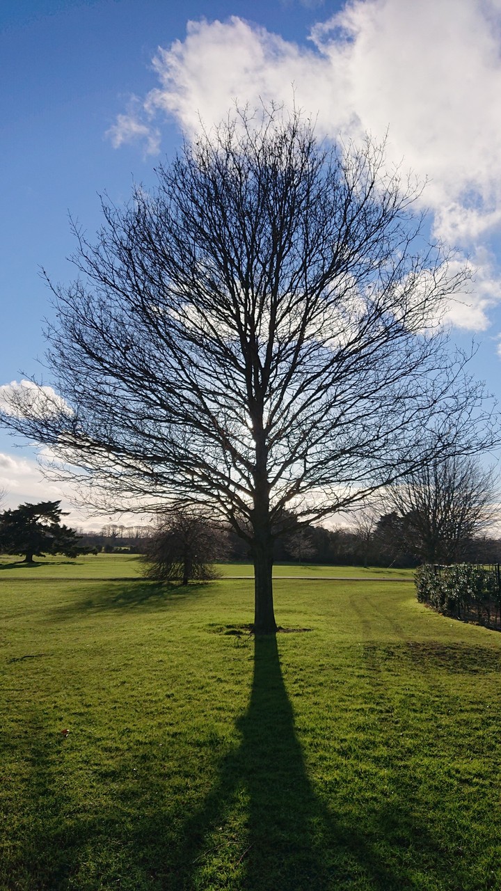 Shadow tree