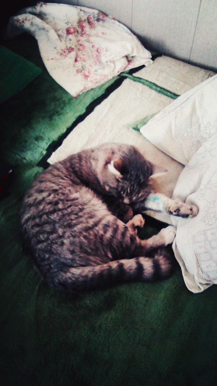 Тихо! Котик спит!