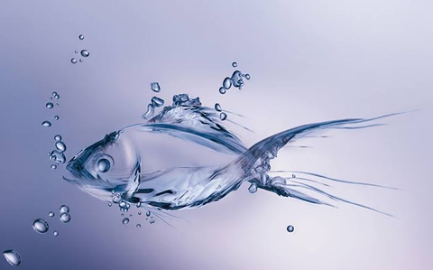 transparent fish
