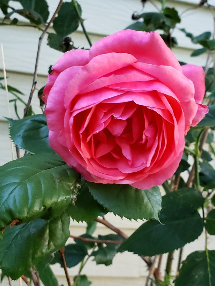 Pink Rose