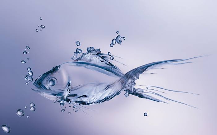transparent fish