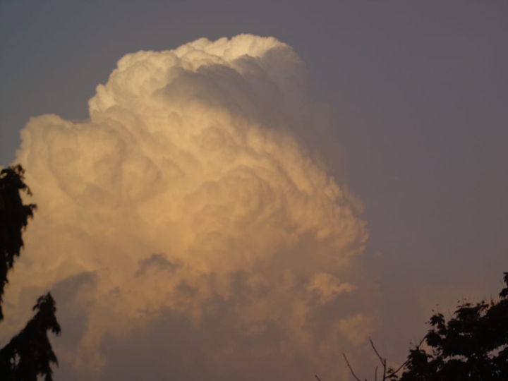 cloud mushroom tree sky