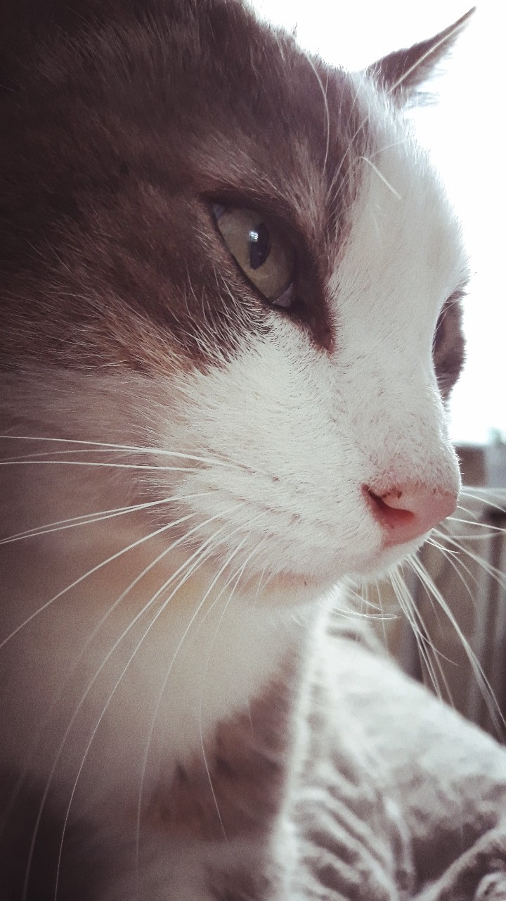 Chat