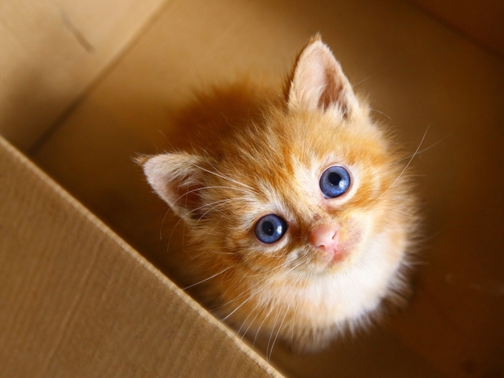 Buy a cat instead of a baby