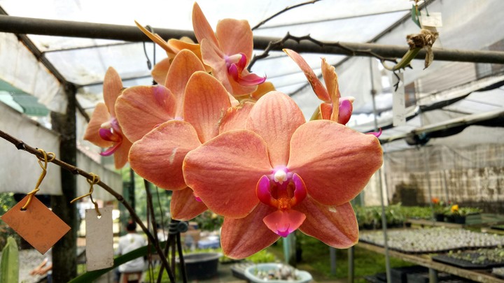 Orchid