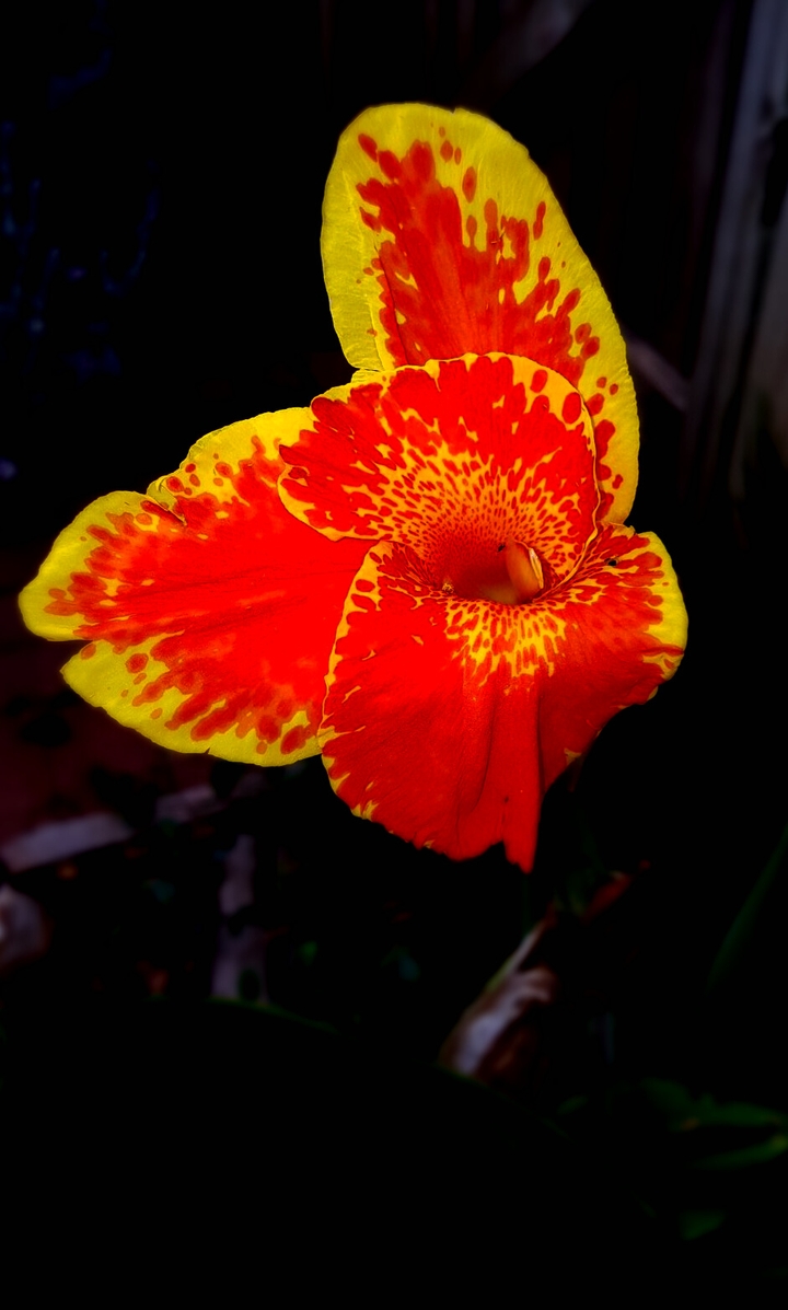 Canna Lily