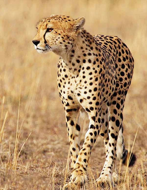 Iranian cheetah