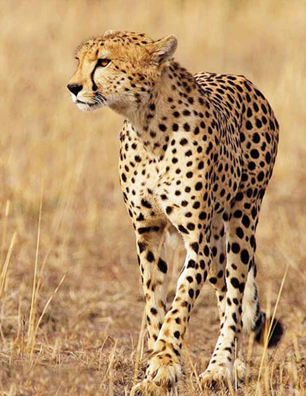 Iranian cheetah