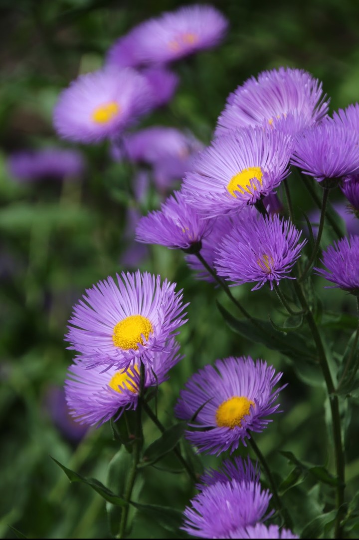 purple flowers