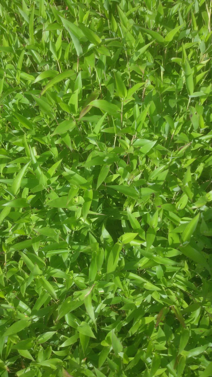 grass