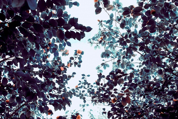 autumn comes #natural #autumn #peace