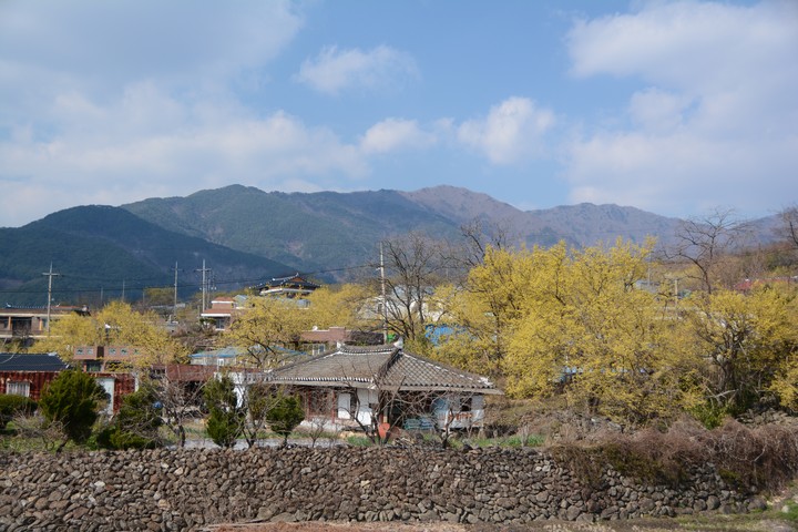 구례의봄이미지