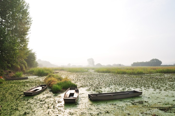 Scenics