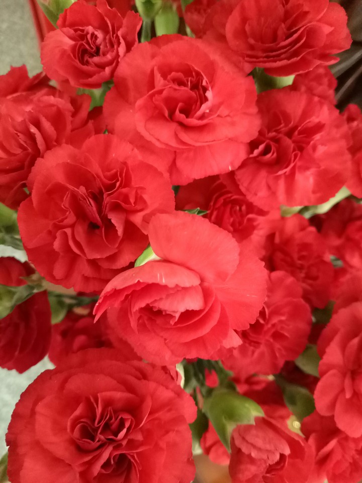 flowers