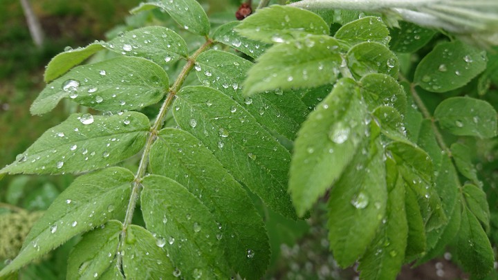 After rain