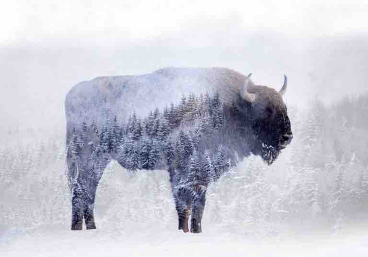 Bull mountain