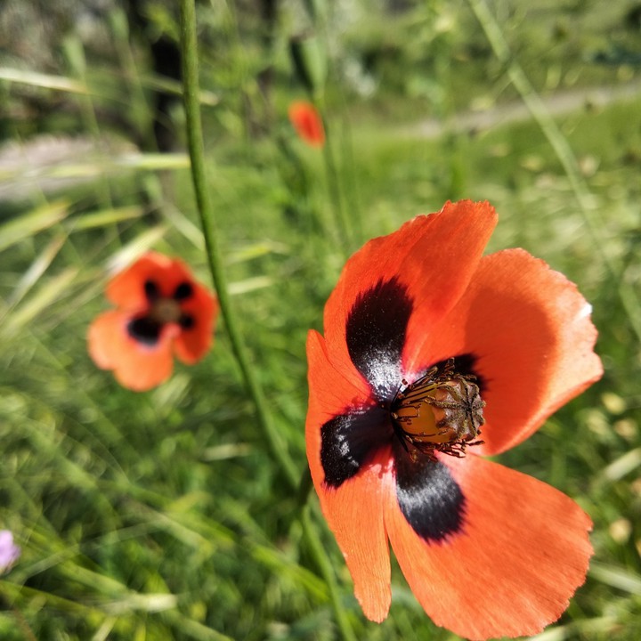 poppy flower