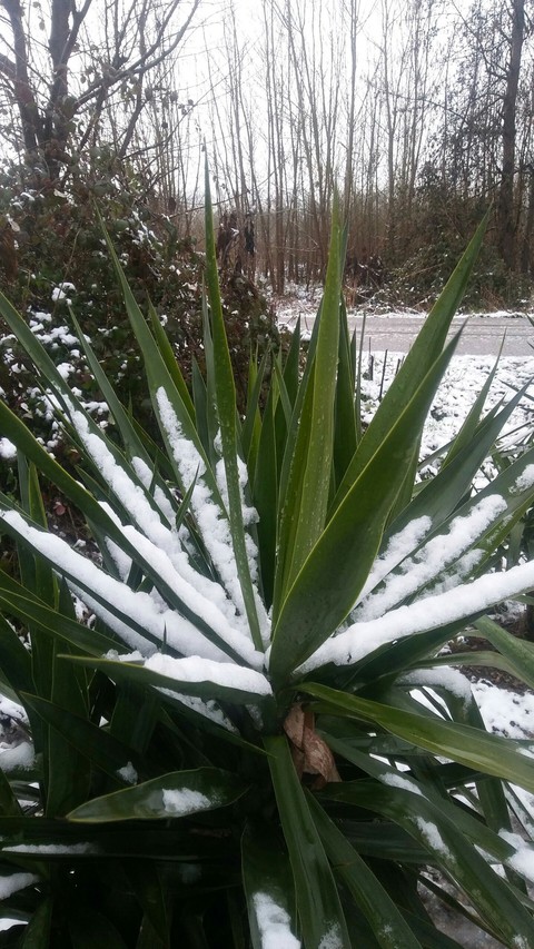 sfondi plant, arecales