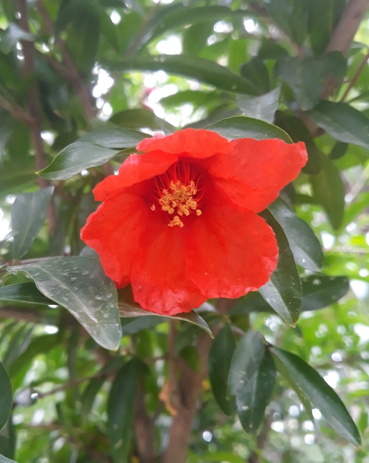 Beautiful flower