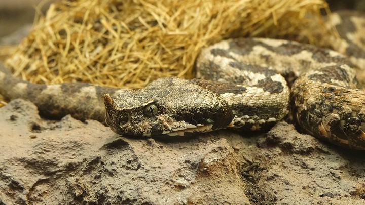 Kígyó