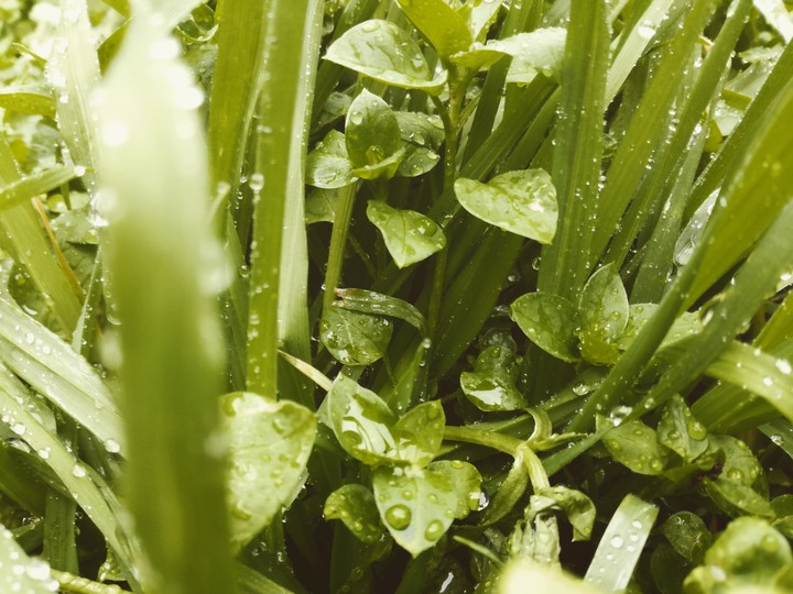 grass