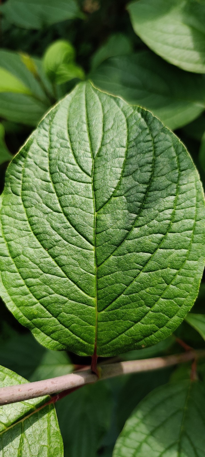 Green leaf
