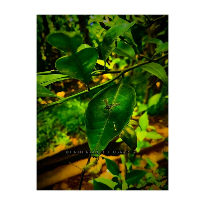 ||| •Green Fly• |||