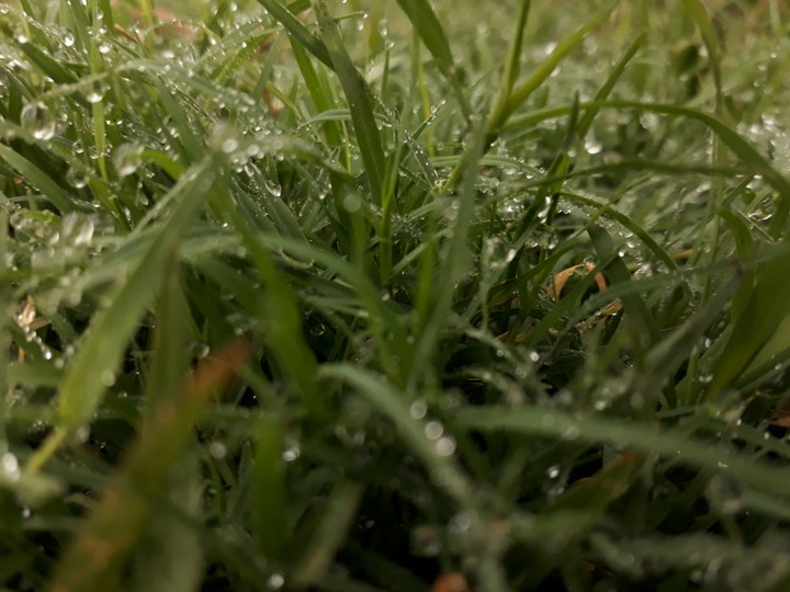 grass