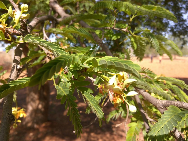 Lovely tamarind blossoms