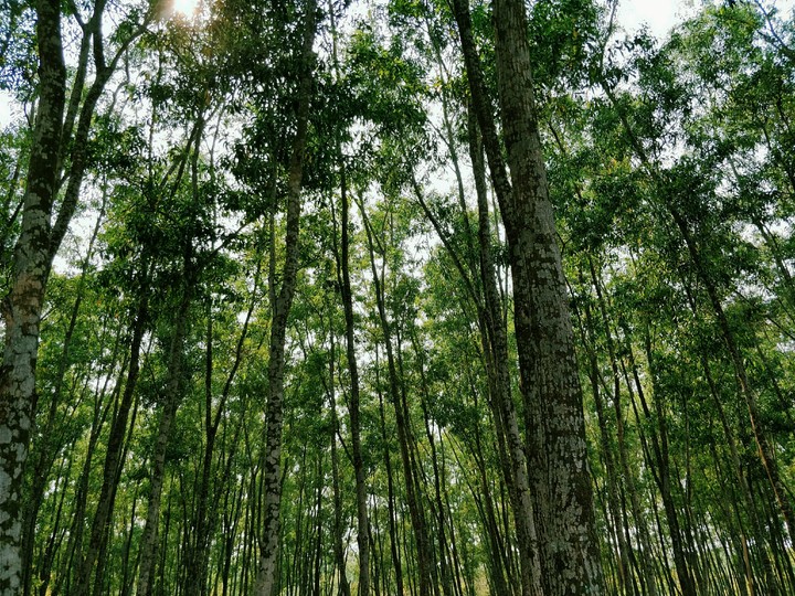 Nature