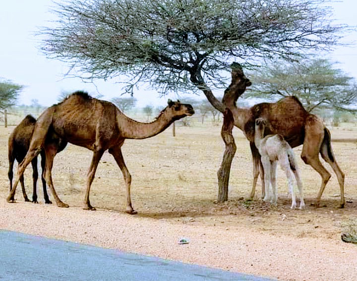 Rajasthan
