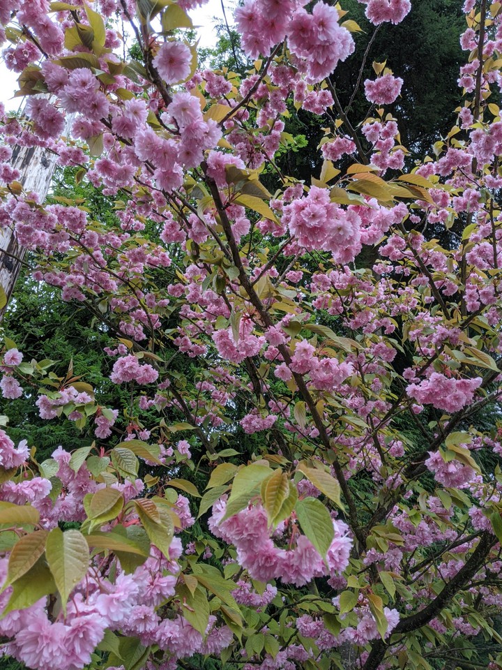 spring