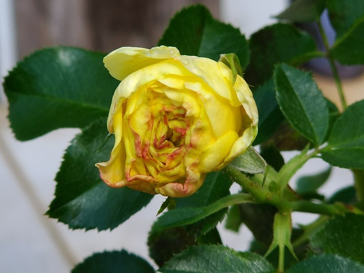 Yellow Rose