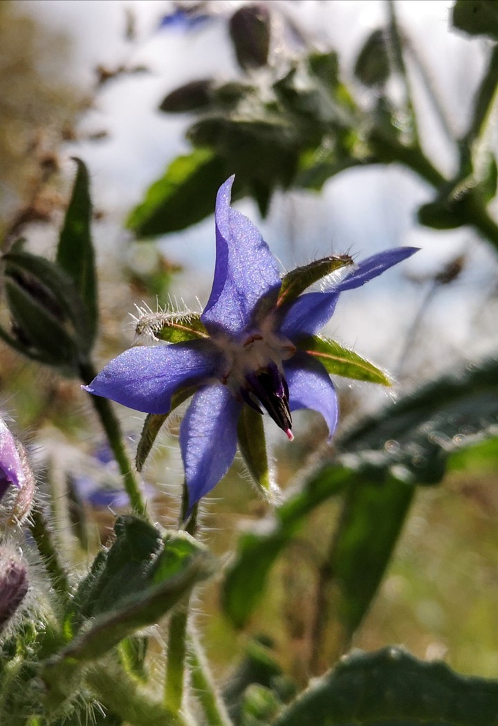 Borretsch Blüte im Gegenlicht