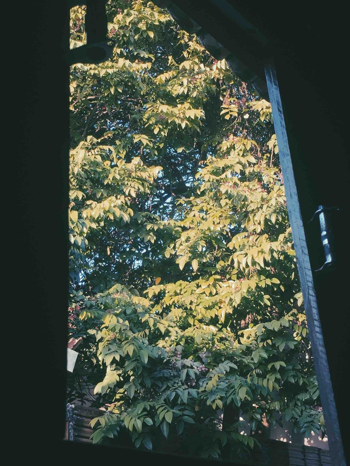 pé de carambola