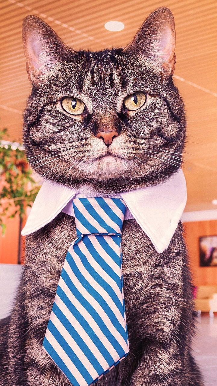 felino