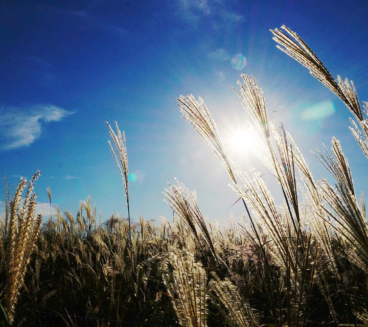 Grass & sun