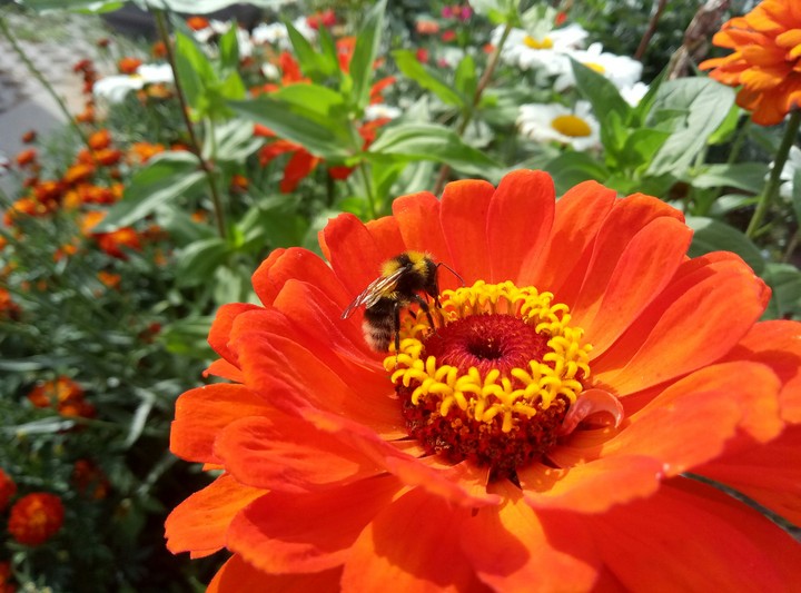 bumblebee on the flower