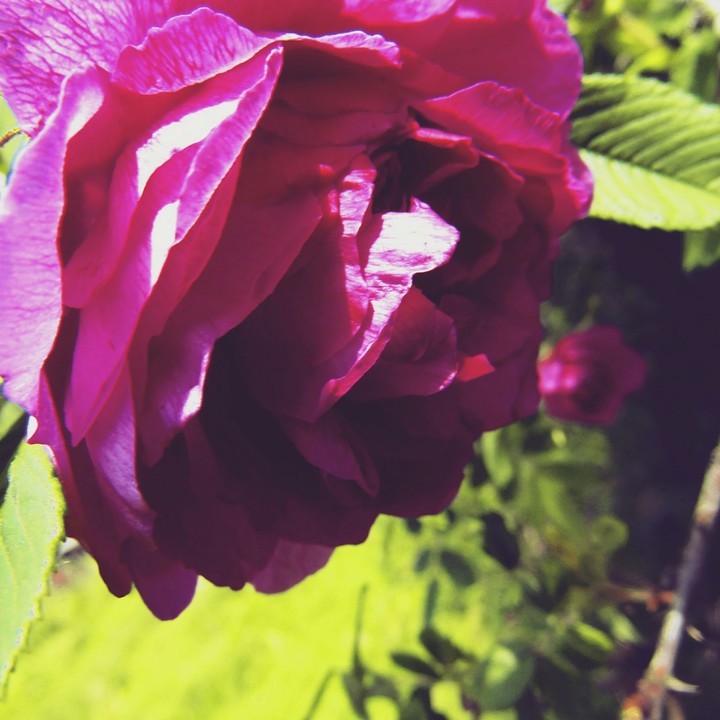 flower *-*