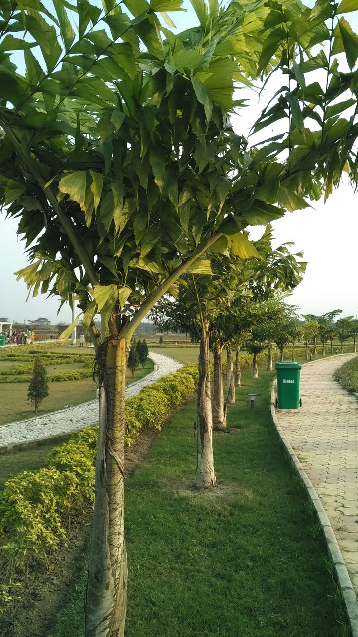 green tree