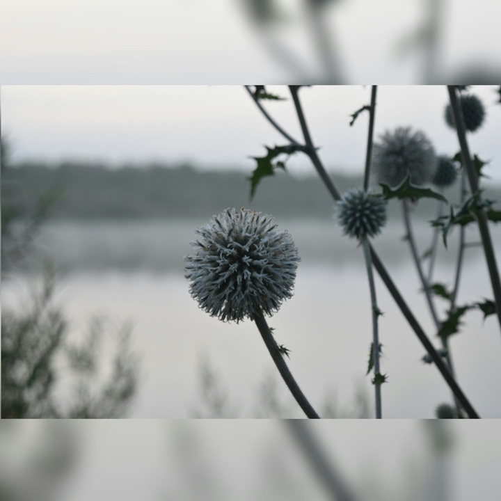 flooowers