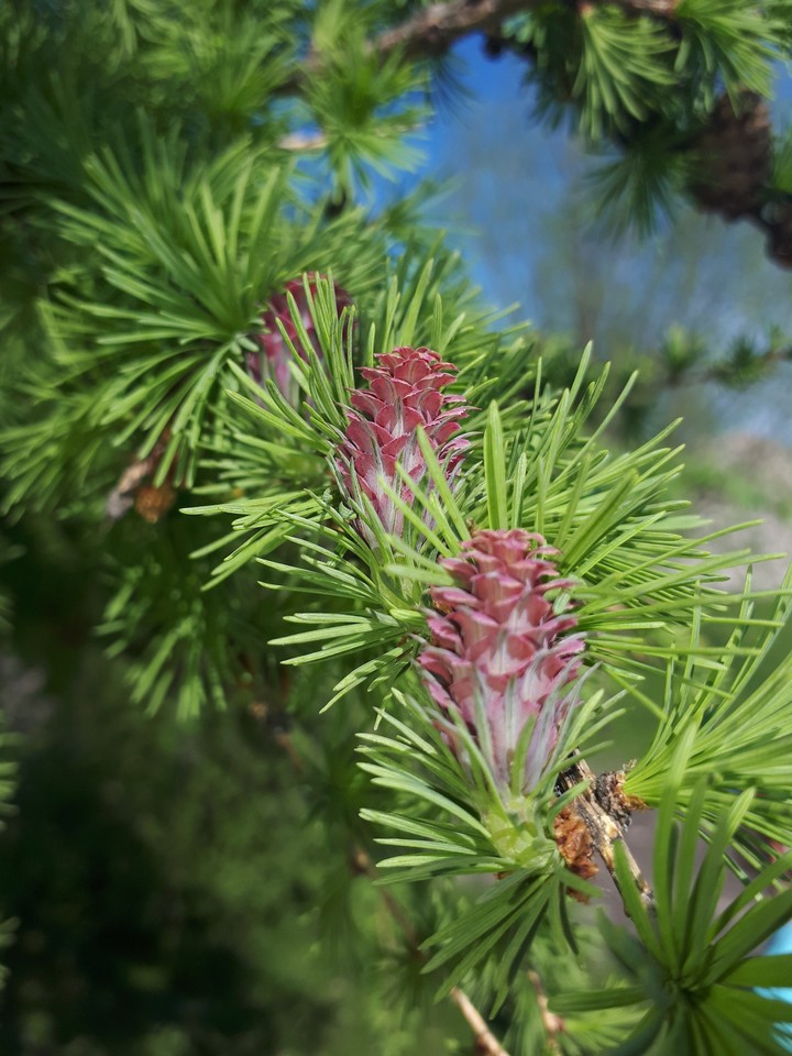 Spring