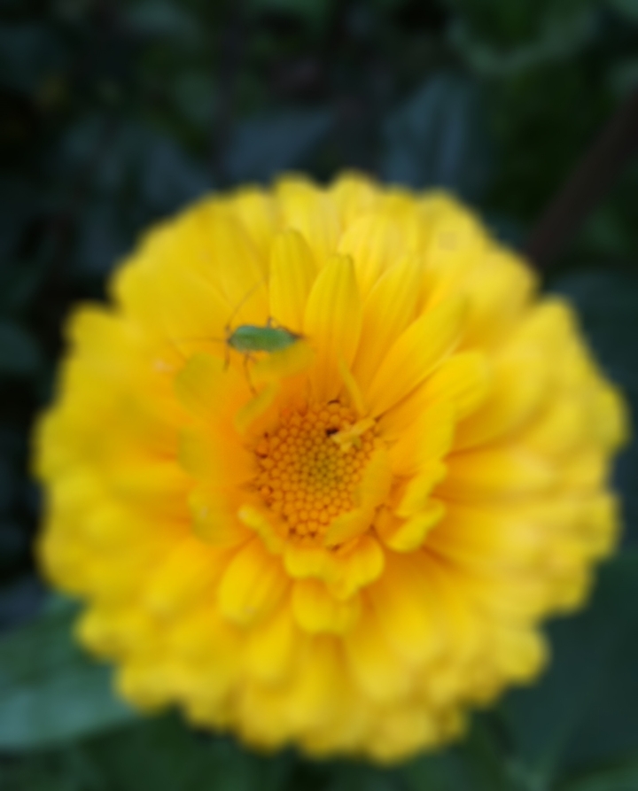 sunny