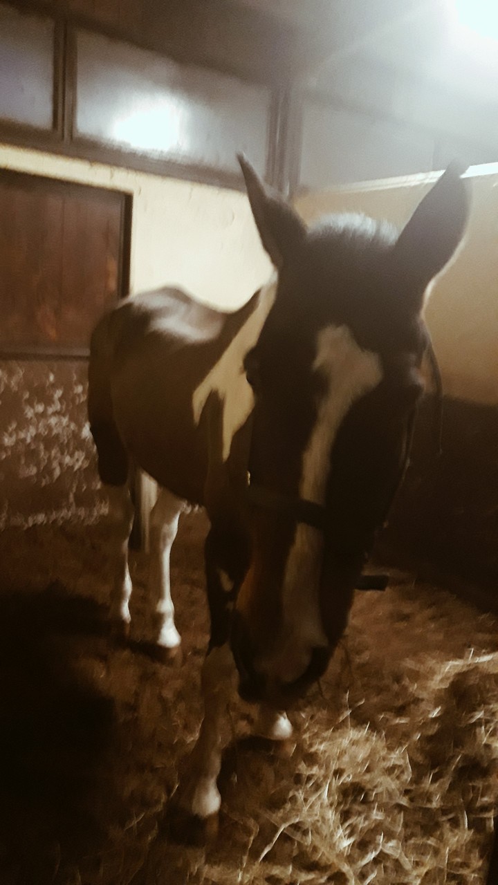 horse