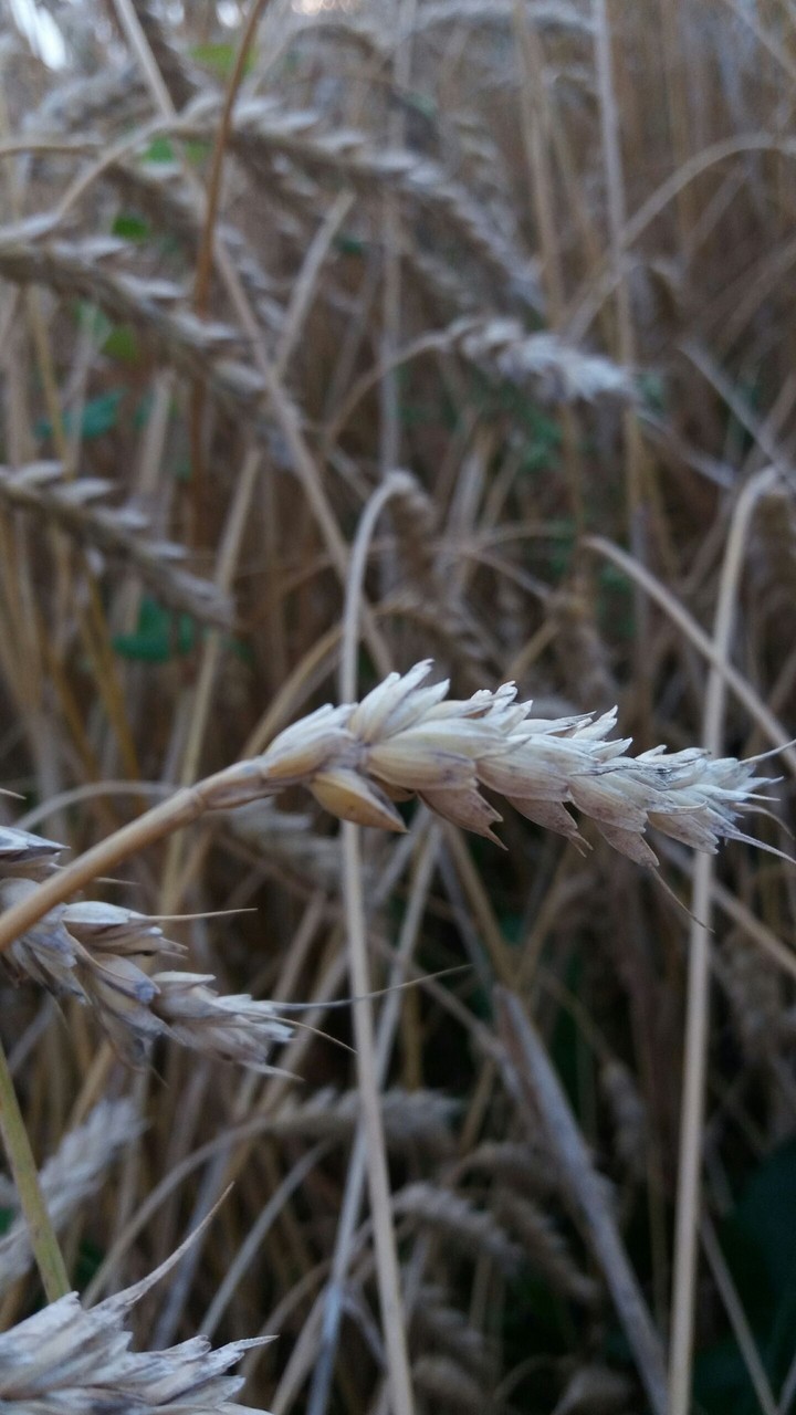 Wheat up close